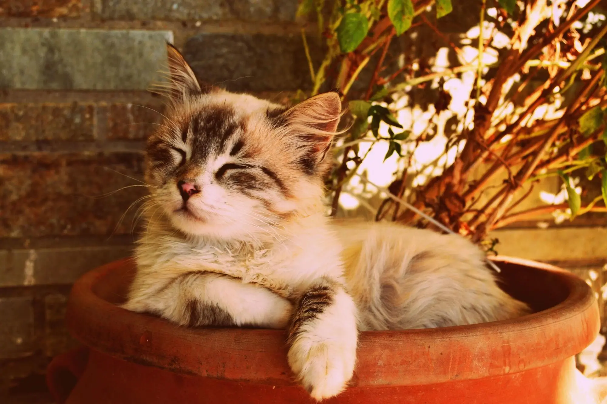 Pros and Cons of Allowing Pets in Your Vernon Hills, IL Rental Property